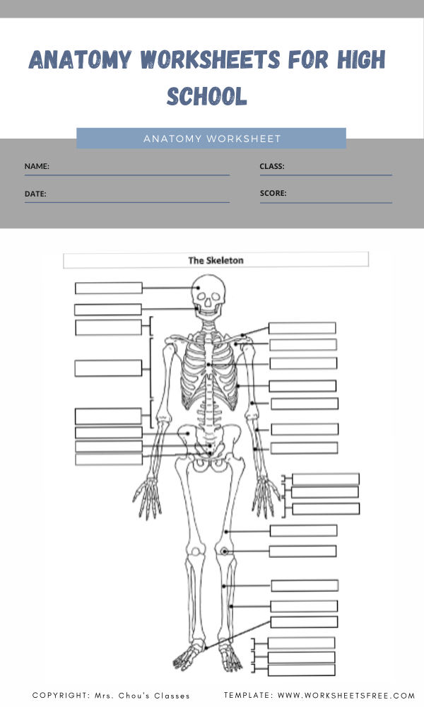 High School Human Anatomy Worksheets