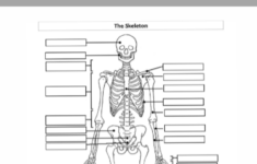 Anatomy Worksheets For High School 1 Worksheets Free