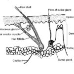 Animal Anatomy And Physiology Worksheets Worksheets Master