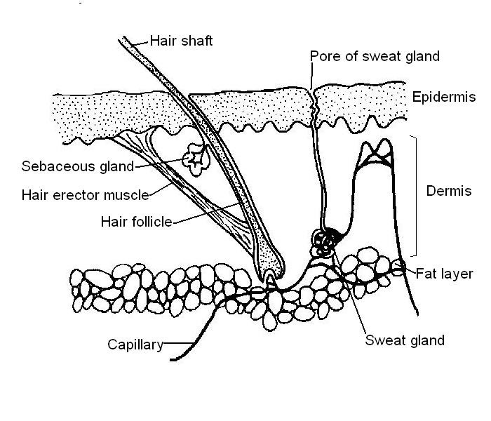 Animal Anatomy And Physiology Worksheets Worksheets Master