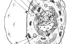 Animal Cell Coloring Key Animal Cells Worksheet Color Worksheets