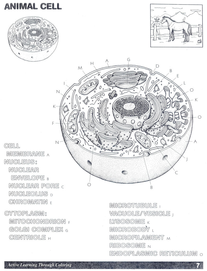 Premium Vector Cell Anatomy Worksheet Illustration - vrogue.co