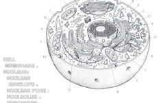 Animal Cell Diagram Plant Cells Worksheet Cells Worksheet Animal