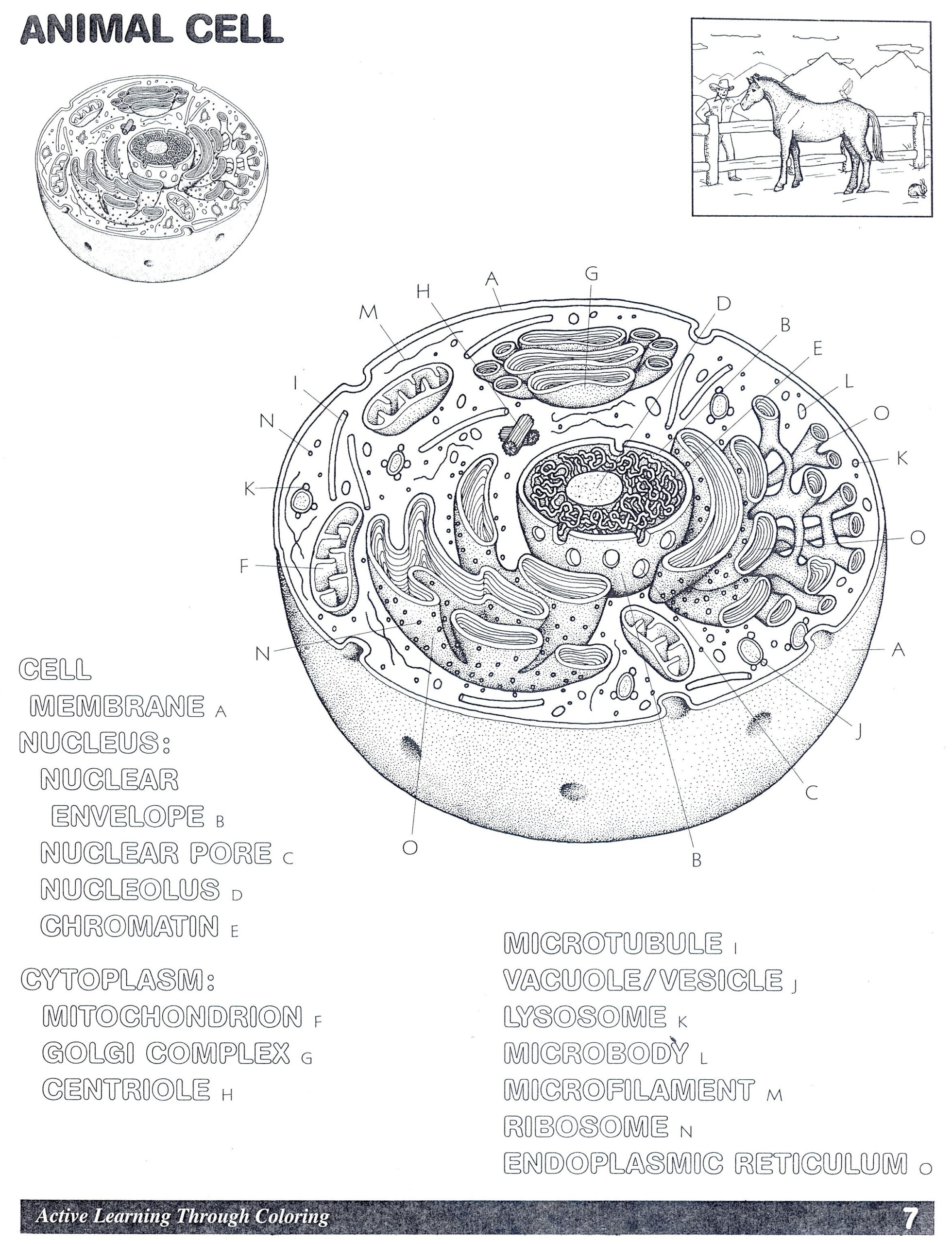 Animal Cell Diagram Plant Cells Worksheet Cells Worksheet Animal 