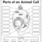 Animal Cell Diagram Worksheet Functions Functions And Diagram