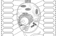 Animal Cell Diagram Worksheet Functions Functions And Diagram