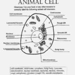 Animal Cell Worksheet Labeling Db Excel