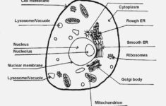 Animal Cell Worksheet Labeling Db excel
