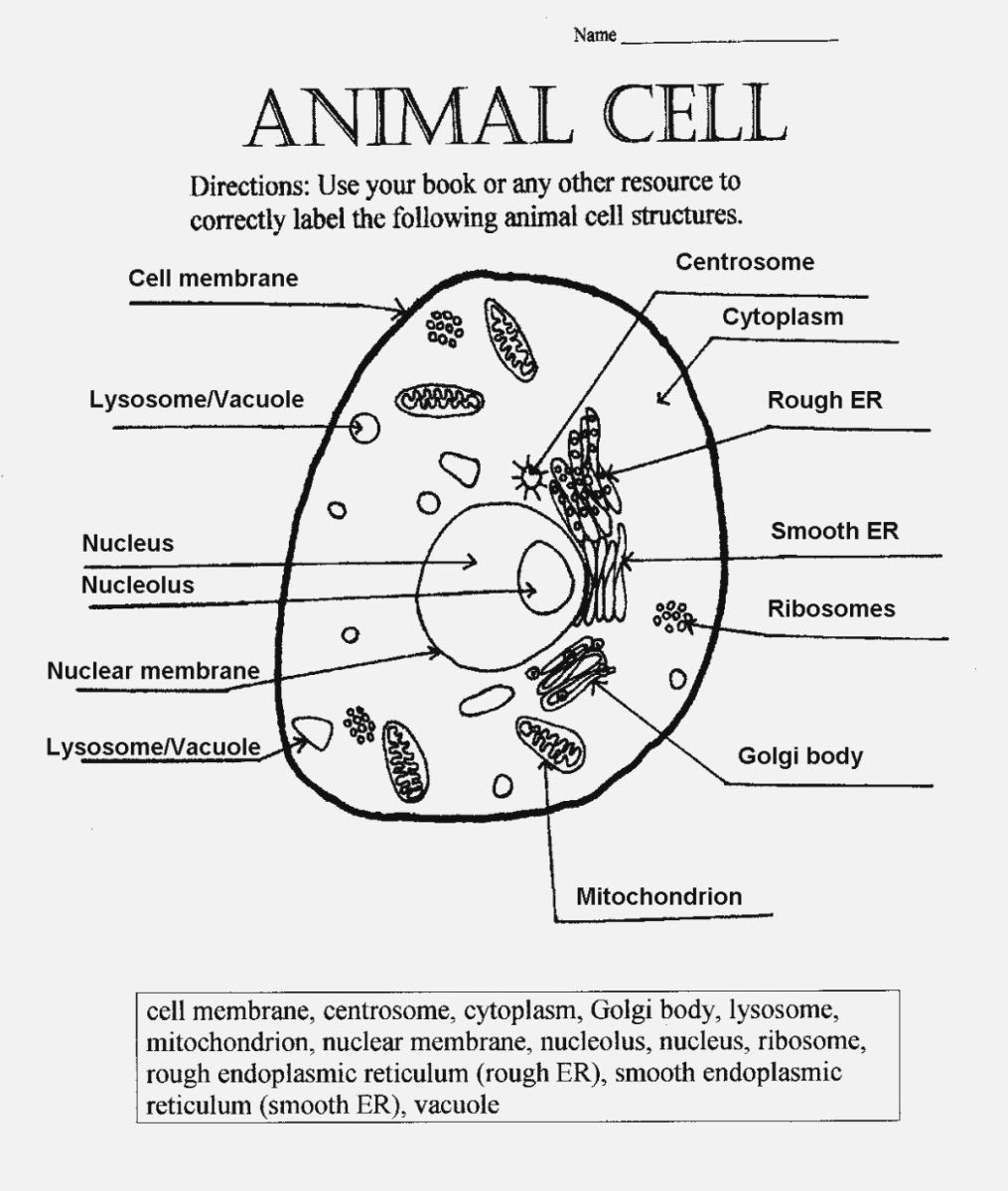 Animal Cell Worksheet Labeling Db excel