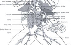 Animal Dissection Coloring Pages Dejanato