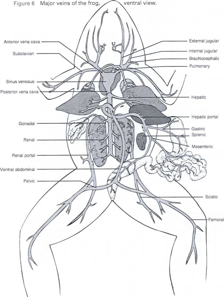 Animal Dissection Coloring Pages Dejanato | Anatomy Worksheets