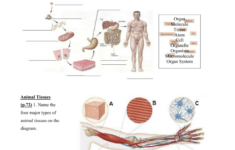 Animal Tissue Worksheet