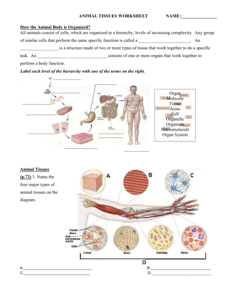 The Anatomy And Physiology Of Animals Tissues Worksheet Answers