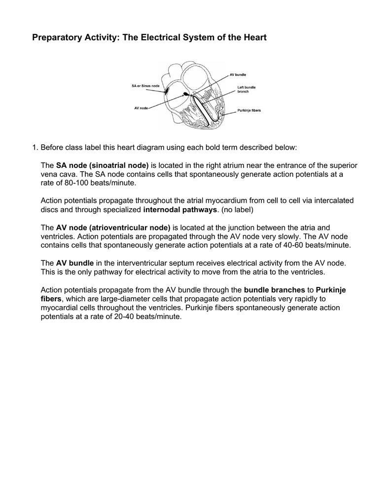 Building The Framework Heart Anatomy Worksheet Answers Anatomy Worksheets