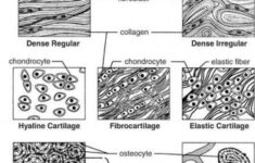 Answer Key Types Of Tissues Worksheet Answers Worksheet