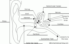 Answers Label Ear Anatomy Printout EnchantedLearning
