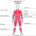 Answers The Muscles Human Body Activities Human Body Lesson Human