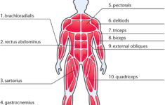 Answers The Muscles Human Body Activities Human Body Lesson Human
