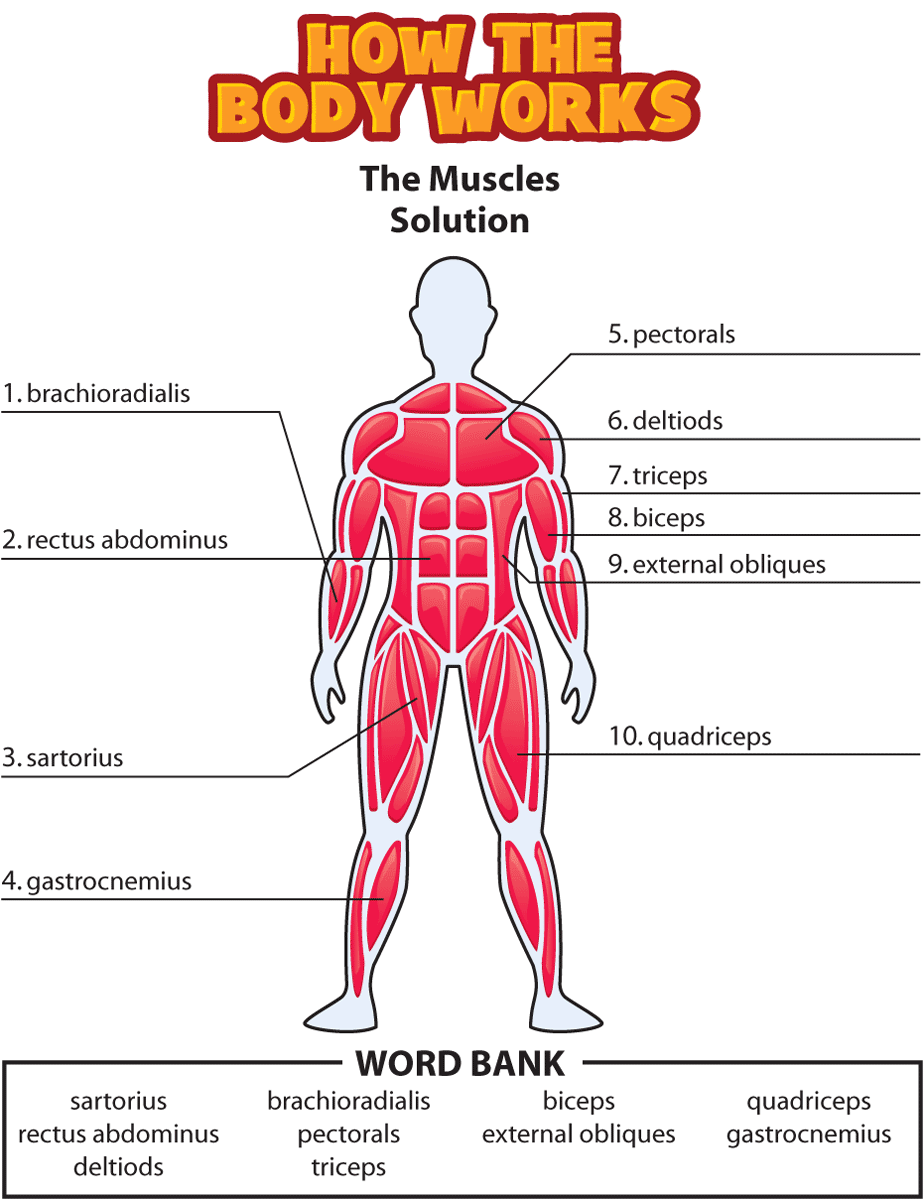 Answers The Muscles Human Body Activities Human Body Lesson Human 