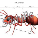 Ant Anatomy Cut Paste Worksheet Gift Of Curiosity