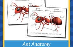 Ant Anatomy Cut Paste Worksheet Gift Of Curiosity