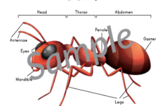 Ant Anatomy Cut Paste Worksheet Gift Of Curiosity