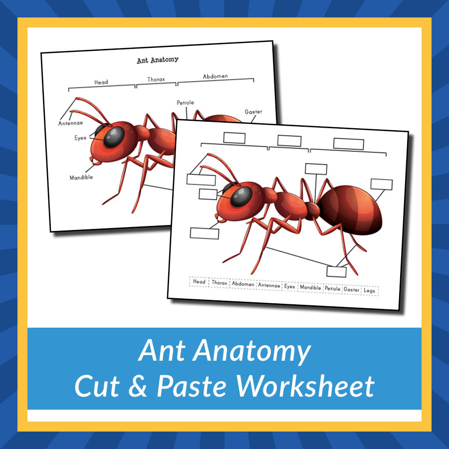 Ant Anatomy Cut Paste Worksheet Gift Of Curiosity