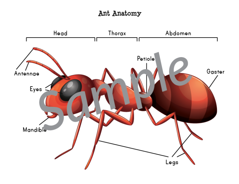 Ant Anatomy Cut Paste Worksheet Gift Of Curiosity