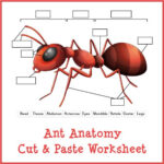 Ant Anatomy Cut Paste Worksheet Gift Of Curiosity