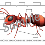 Ant Anatomy Cut Paste Worksheet Gift Of Curiosity