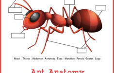 Ant Anatomy Cut Paste Worksheet Gift Of Curiosity