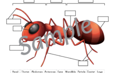 Ant Anatomy Cut Paste Worksheet Gift Of Curiosity