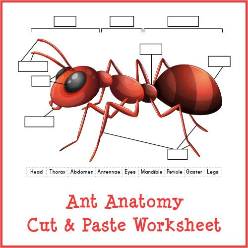 Ant Anatomy Worksheet