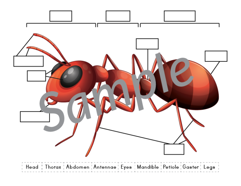 Ant Anatomy Cut Paste Worksheet Gift Of Curiosity