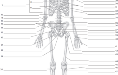 Anterior Skeletal WorksheetOn The Anterior Skeletal Wor Chegg