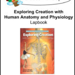 Apologia Exploring Creation With Human Anatomy And Physiology Lapbook