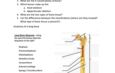 Appendicular Skeleton Worksheet Answers Chapter 5 Worksheet