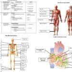 AQA A Level PE Anatomy And Physiology Worksheets And Student Teacher