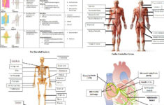 AQA A Level PE Anatomy And Physiology Worksheets And Student Teacher