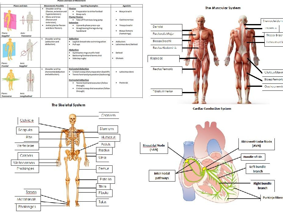 AQA A Level PE Anatomy And Physiology Worksheets And Student Teacher 