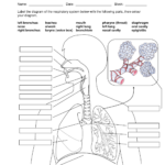 Archer Tower Printable Diagram Source Respiratory System Anatomy