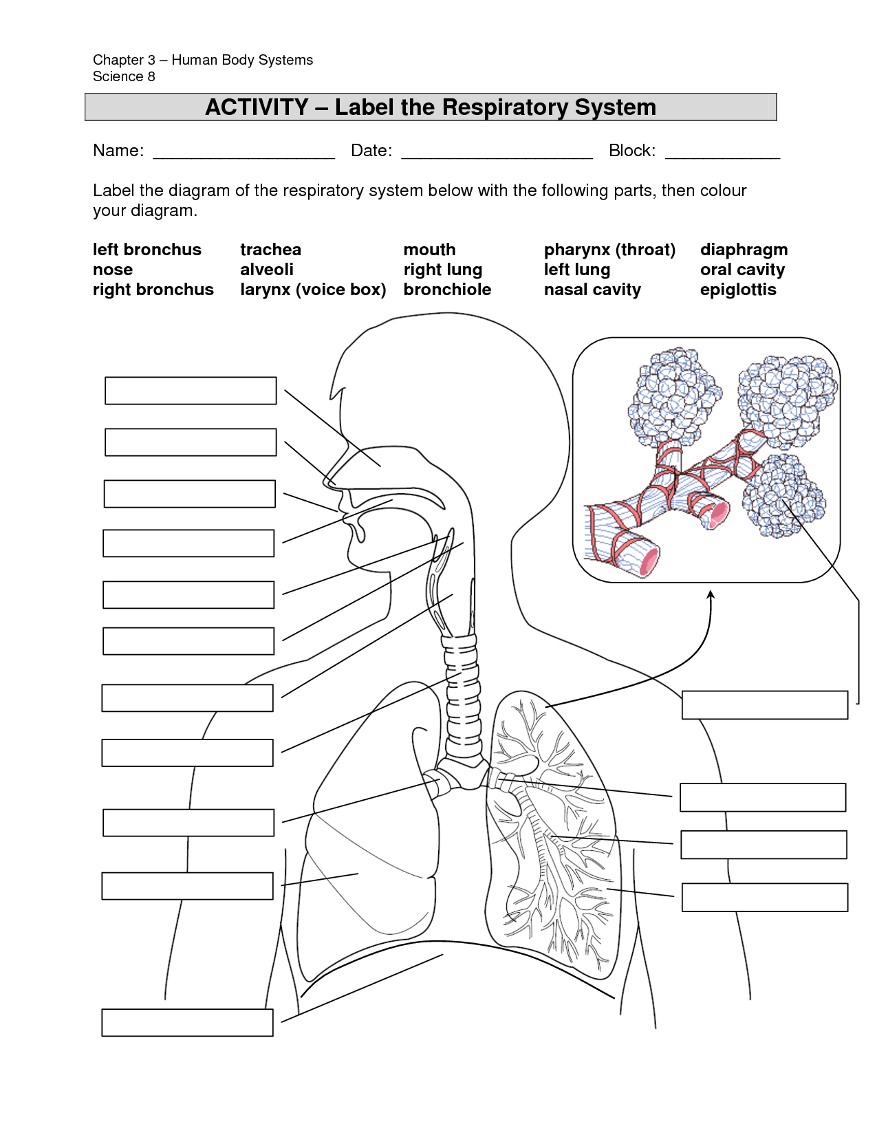 Archer Tower Printable Diagram Source Respiratory System Anatomy 