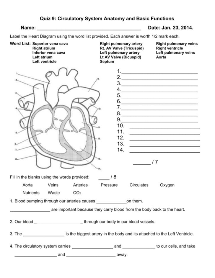 Circulatory System Anatomy And Basic Functions Worksheet Answers