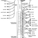 Autonomic Nervous System Coloring Page Autonomic Nervous System