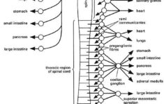 Autonomic Nervous System Coloring Page Autonomic Nervous System
