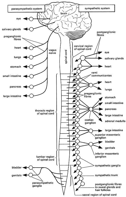 Autonomic Nervous System Coloring Page Autonomic Nervous System 