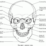 Axial Skeleton Coloring Worksheet