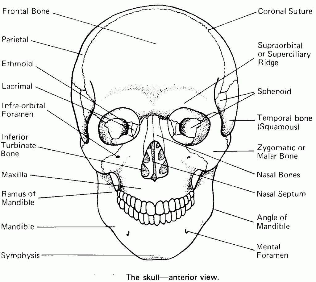 Axial Skeleton Coloring Worksheet