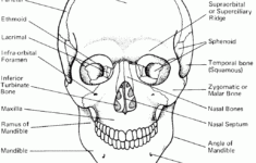 Axial Skeleton Coloring Worksheet
