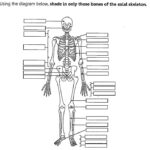 Axial Skeleton Worksheet Fill In The Blank Yahoo Image Search